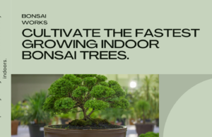 How to Cultivate the Fastest Growing Bonsai Trees Indoors