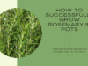 How to grow Rosemary Plant in pots