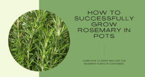 How to grow Rosemary Plant in pots