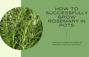 How to grow Rosemary Plant in pots