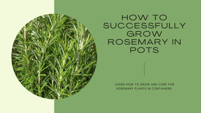 How to grow Rosemary Plant in pots