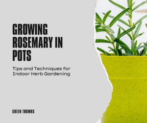 How to grow Rosemary Plant in pots