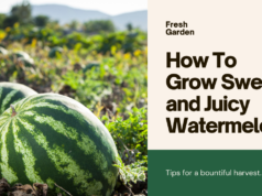 How To Grow Sweet and Juicy Watermelon