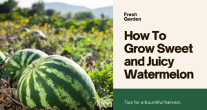 How To Grow Sweet and Juicy Watermelon