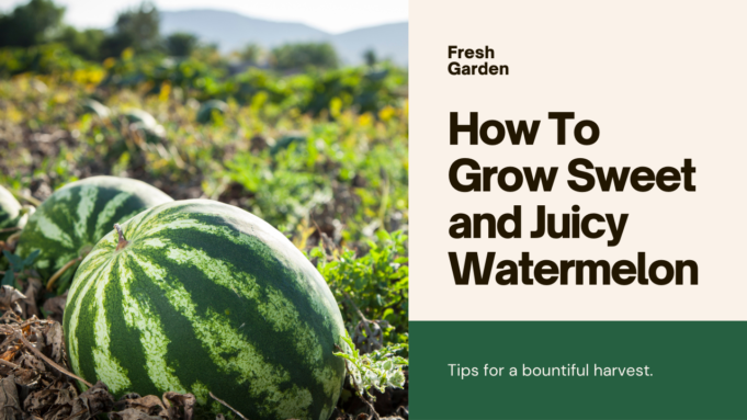 How To Grow Sweet and Juicy Watermelon