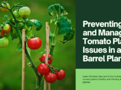 how to prevent and manage common issues in tomato plants grown in a barrel planter