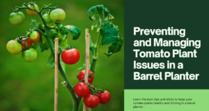 how to prevent and manage common issues in tomato plants grown in a barrel planter