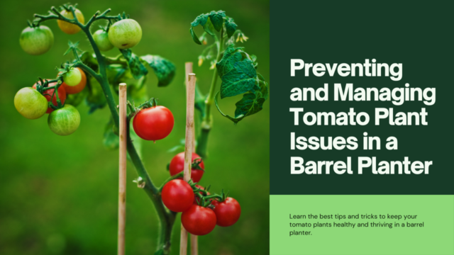 how to prevent and manage common issues in tomato plants grown in a barrel planter