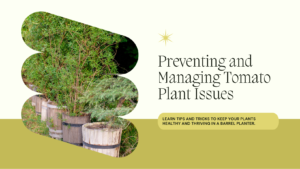 how to prevent and manage common issues in tomato plants grown in a barrel planter