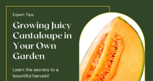 How To Successfully Cultivate Cantaloupe In Your Garden