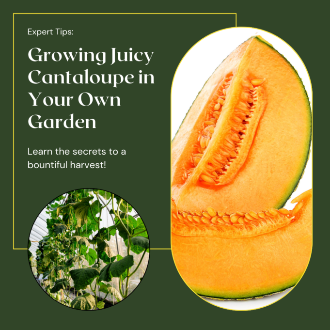 How To Successfully Cultivate Cantaloupe In Your Garden How To Successfully Cultivate Cantaloupe In Your Garden