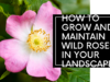 how to successfully grow and maintain wild roses in your landscape