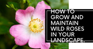 how to successfully grow and maintain wild roses in your landscape