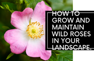 how to successfully grow and maintain wild roses in your landscape