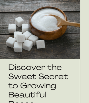 Learn how sugar help roses grow