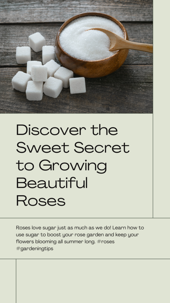 Learn how sugar help roses grow