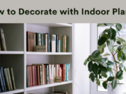 Learn How to decorate your house with indoor plants