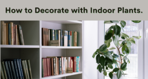 Learn How to decorate your house with indoor plants