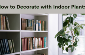 Learn How to decorate your house with indoor plants