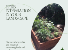 Learn how to Integrate Herbs into Your Landscape