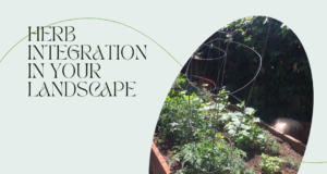 Learn how to Integrate Herbs into Your Landscape