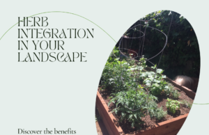 Learn how to Integrate Herbs into Your Landscape