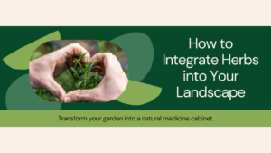 Learn how to Integrate Herbs into Your Landscape