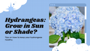 Learn if hydrangeas grow best in sun or shade?
