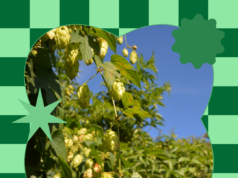 Learn the best conditions for growing hops At Home