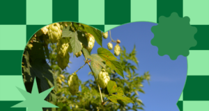 Learn the best conditions for growing hops At Home