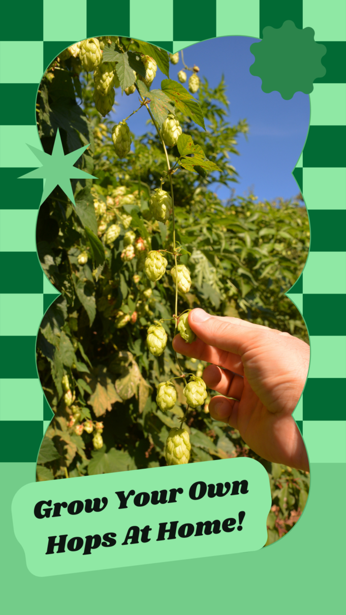 Learn the best conditions for growing hops At Home