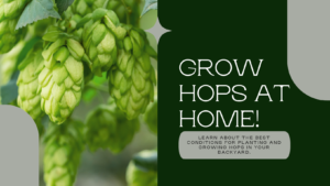 Learn the best conditions for growing hops At Home
