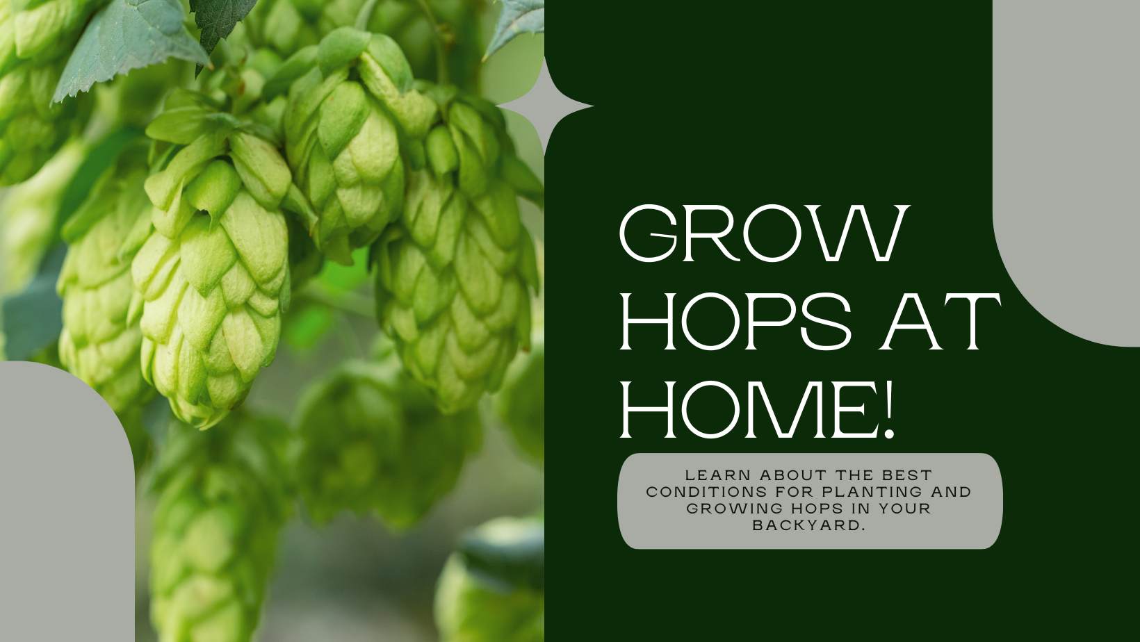 Learn The Best Conditions For Growing Hops At Home - Smart Gardening Tips