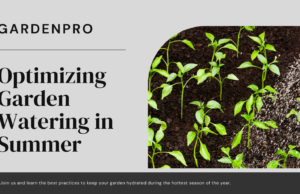 Learn the best time to water garden in Summer