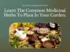 learn the common medicinal herbs to plant in your garden