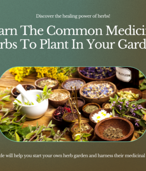 learn the common medicinal herbs to plant in your garden