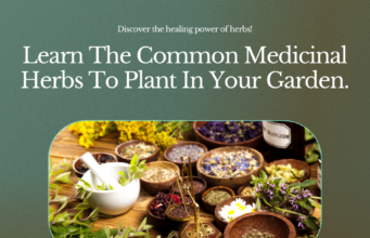 learn the common medicinal herbs to plant in your garden