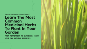 learn the common medicinal herbs to plant in your garden