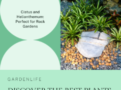 learn why cistus and helianthemum are well-suited for rock gardens