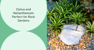 learn why cistus and helianthemum are well-suited for rock gardens