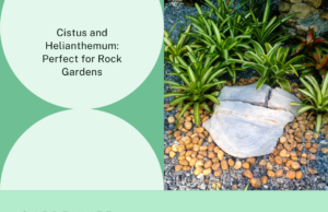 learn why cistus and helianthemum are well-suited for rock gardens