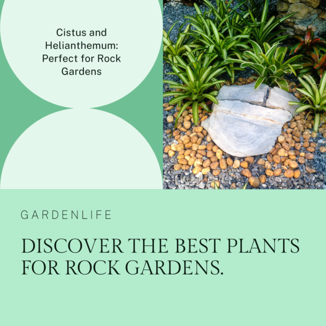 learn why cistus and helianthemum are well-suited for rock gardens