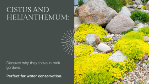 learn why cistus and helianthemum are well-suited for rock gardens