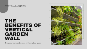 Learn why Vertical Garden Wall is a Practical Solution for Limited Spaces