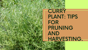 Learn the best growing conditions for curry plant