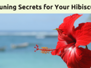 Pruning Secrets: How to Keep Your Hibiscus in Check