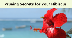 Pruning Secrets: How to Keep Your Hibiscus in Check