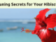 Pruning Secrets: How to Keep Your Hibiscus in Check