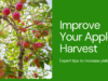 Simple Techniques to Improve Apple Production