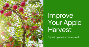 Simple Techniques to Improve Apple Production